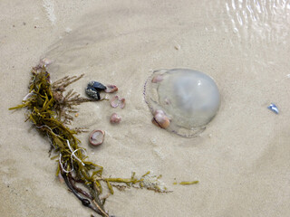 M&eacute;duse et coquillages &eacute;chou&eacute;s sur la plage