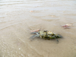 Crabe mort &eacute;chou&eacute; sur la plage normande