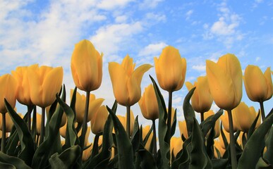 Obraz premium a row beautiful yellow tulips in a bulb field in holland and a blue sky with clouds in the background in springtime