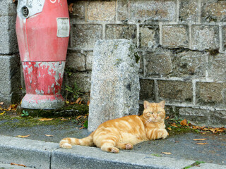 Chat roux paisiblement pos&eacute; sur un trottoir