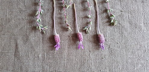 herbs on wooden background