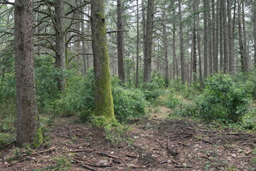 The way of the cedar. Hiking through the centuries-old cedars in the biological reserve of Petit du Luberon