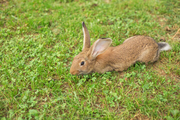 Young red rabbit eating grass on the meadow. Blurred background with copy space.