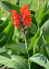 Flowering canna Indian (Canna indica L.), general view