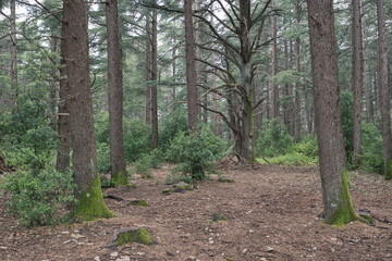The way of the cedar. Hiking through the centuries-old cedars in the biological reserve of Petit du Luberon