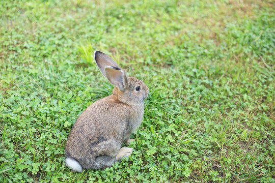 Cute young bunny sitting on the meadow.  Rabbit is facing right. Summertime.  Space for copy.