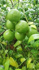 Fresh Lime in rainy Season