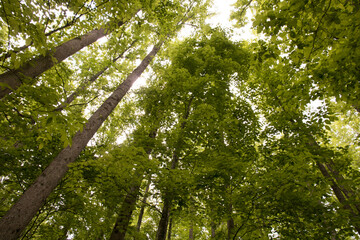 Fototapeta premium Forest in the Great Smoky Mountains.