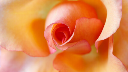 Blurred  blooming beautiful coral pink rose petals as background.