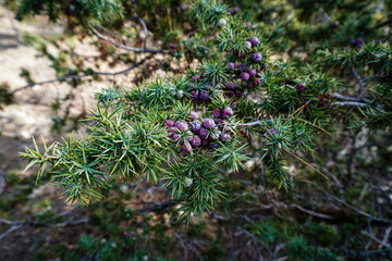 Close-up of juniper berries growing on tree. Evergreen tree for essential oil pharmacy remedy. Beauty, spa, cosmetic ingredient of product. Juniper twig. Juniper tree in nature