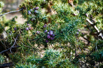 Close-up of juniper berries growing on tree. Evergreen tree for essential oil pharmacy remedy. Beauty, spa, cosmetic ingredient of product. Juniper twig. Juniper tree in nature