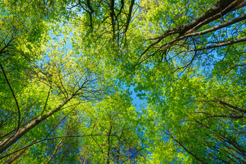 Sunny Canopy Of Tall Trees. Sunlight In Deciduous Forest, Summer Nature. Upper Branches Of Tree. Low Angle View.