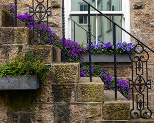 Purple Flowers in St. Ives in Cornwall, UK