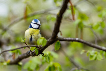 Blue tit bird in the park