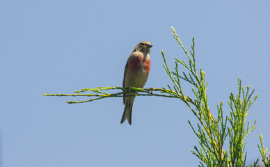 bee eater perched on branch