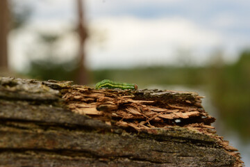 a caterpillar crawling on an old tree