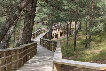 wooden bridge in the forest
