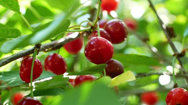 Juicy ripe red cherries on the tree are developing in the wind. Cherries in the garden, summer berries. Organic harvest.