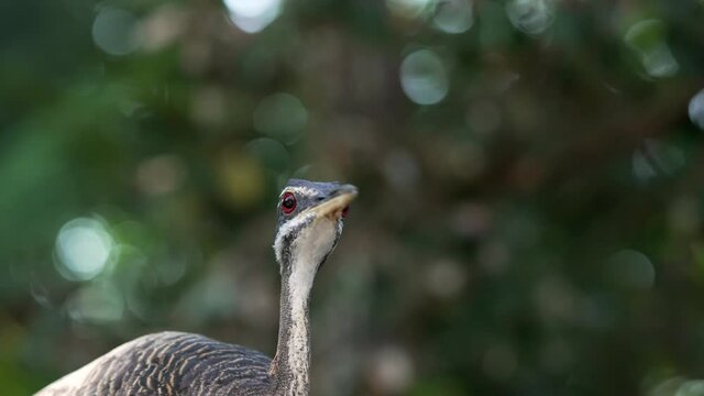This slow motion video shows a wild Sunbittern (Eurypyga helias) bird taking off in flight.