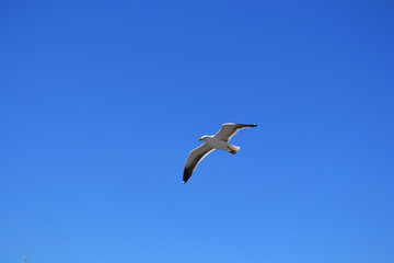 seagull in the sky