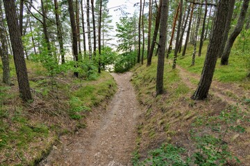 path in the forest