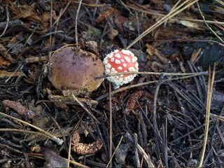 fly agaric mushrooms