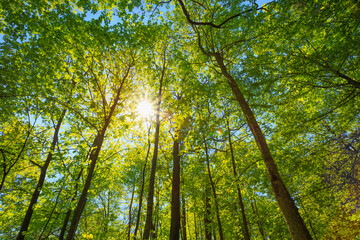 Spring Sun Shining Through Canopy Of Tall Trees. Upper Branches Of Tree