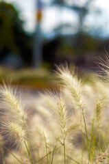 Obraz premium Siembra de trigo natural, ocre en fondo azul