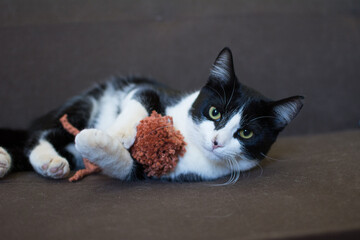 Funny kitten