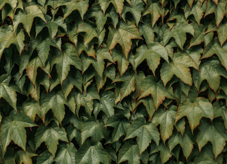 Wall covered with green leaves, leaves texture