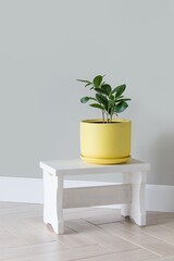 Modern green plants ficus in yellow pot in room