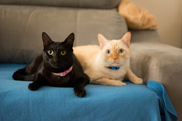 Cute Cats