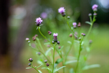 thistle flower