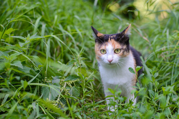 Tricolor cat walks in the grass