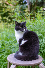Naklejka na ściany i meble A black and white cat is sitting in the garden