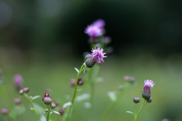 thistle flower