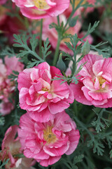 Pinkish-white double flowers of Eschscholzia californica with dew drops on the petals and carved bluish-green leaves.