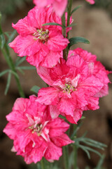 Bright fuchsia-pink flowers of Delphinium (Larkspur) Carmine King