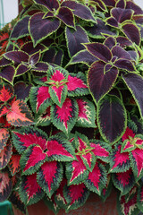 Composition of bright decorative coleus varieties 'Watermelon' and 'Chocolate mint' in a planter