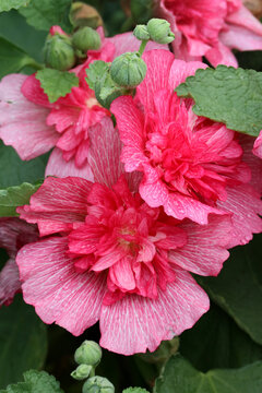 Bright pink double flowers of Hibiscus syriacus of the 'Lucy' variety