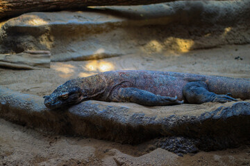 Iguana on the beach