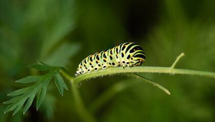 green butterfly worm on plant with blur background and clear light, natural metamorphosis concept, natural pattern and vivid color