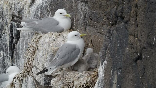 Kittiwakes (Rissa tridactyla) nesting on a cliff face on the Isle of May, Scotland