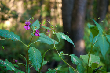 flowers in the forest