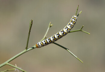 Cucullia blattariae