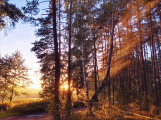 Forest path and sun rays