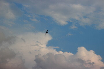 birds in flight