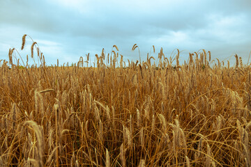 A meadow of wheat ready to harvast. Under the dark sky the crops give an golden glow by the sun, creating an awesome contrast like in a painting of the golden era