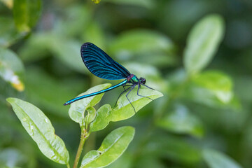 Male blue-winged damselfly on a leaf