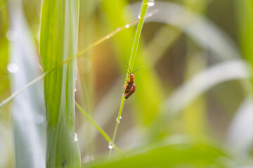 Raindrops on reed leaves against a blurred background